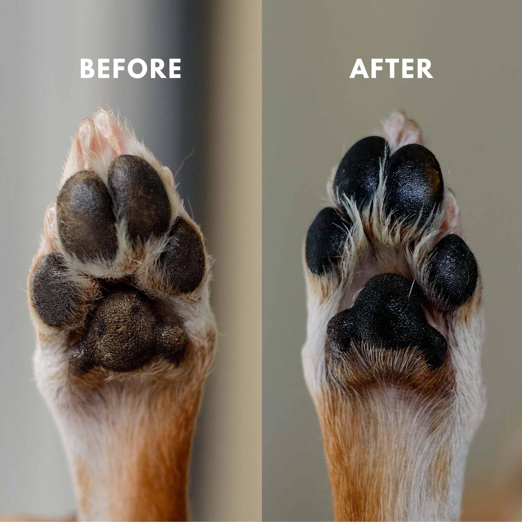 Natural Paw Balm for Pets